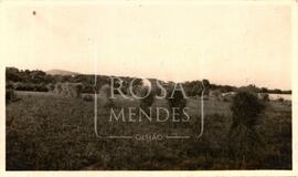 Campo de trigo ceifado