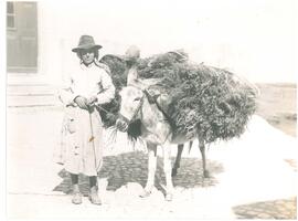 Montanheira na venda da charamuga