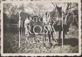 A lavoura na Horta do padre Graça